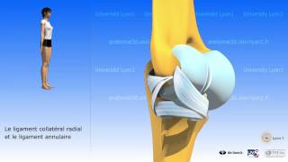 Le coude  arthrologie  larticulation radioulnaire supérieure [upl. by Elfrida]