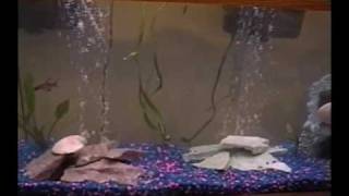 55 Gallon Fish Tank Please Comment [upl. by Oruam438]