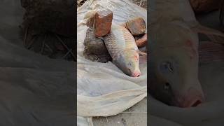 new fishing videos  machhali pakdane ka sabse aasan tarikabest fishing spot in fisch shortvideo [upl. by Gillead553]