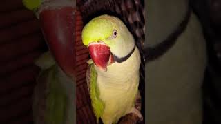 parrotyoutubeshortsshortsparrotdog funnycuteshort birds [upl. by Margeaux515]