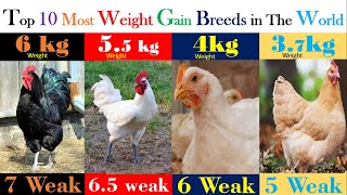 Top 10 Most Largest Chickens in the World You Never Knew  Fastest Weight gain hen breeds in world [upl. by Atlee]