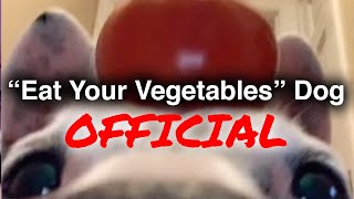 Official Eat Your Vegetables TikTok Dog  mistermainer [upl. by Batish]