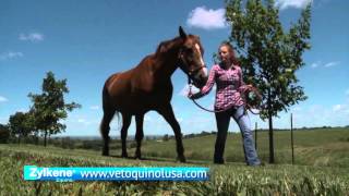 Vetoquinol Zylkene Equine Behavior Supplement [upl. by Nessah]