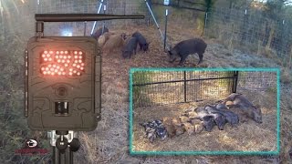 Wild Hog Trapping  24 Landowner Interference 11 of 11 Capture  JAGER PRO™ [upl. by Siramay435]