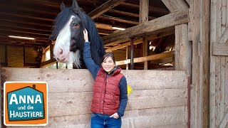 Shire Horse  Information für Kinder  Anna und die Haustiere [upl. by Whitford580]