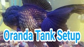 Oranda Goldfish Tank Setup and Maintenance [upl. by Garcon]