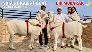 India’s Biggest Goat’s Eid Special Video By Zulfikar Ali Delhi [upl. by Palua]