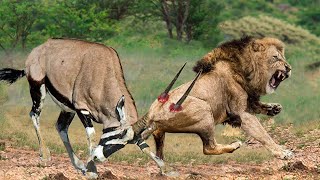 Brave Gemsbok Take Down LIONS With Their Horns To Save Baby Gemsbok Escape  Snake vs Lizard [upl. by Yud458]