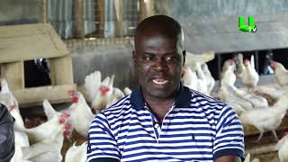 AYEKOO POULTRY FARMING [upl. by Yesnil]