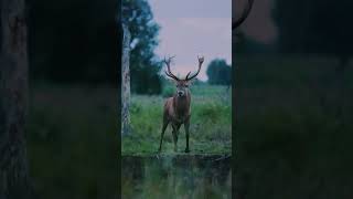 Dem Hirsch ganz nah 🦌🌲  MecklenburgVorpommern AufNachMV DasUrlaubsland MecklenburgVorpommern [upl. by Oderfla]