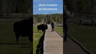 Close Encounter Of Idiot Taunts a Bison  Part 2 😱 [upl. by Wiburg]