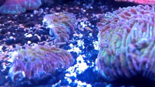 Update1 fungia plate coral propagation [upl. by Renault]