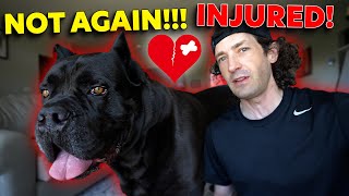 Cane Corso INJURY Bruce Wayne Back To Vet [upl. by Gib]