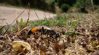 Ammophila Sandwasp Weirdness  2 days later [upl. by Llednov409]