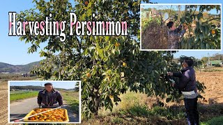 HARVESTING PERSIMMON IN KOREAPERSIMMON TREE IN KOREAMY KOREAN LIFESTYLE [upl. by Southard736]