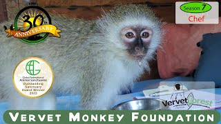 The journey from cruelty to freedom Chef the monkey tells his story [upl. by Kenison]