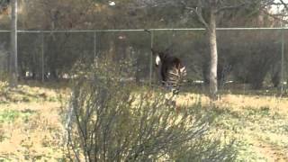 Okapi Running at the Denver Zoo [upl. by Rbma]