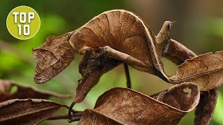 Top 10 Coolest Looking Geckos [upl. by Goldman422]