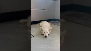 Drowsy Dog Snooze Session puppy cute dog sleepydog [upl. by Jala]