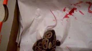 Feeding my ball python nd HE MADE A MESS [upl. by Verneuil403]