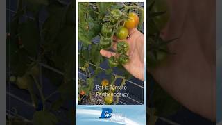 Parthenocarpic Large Cherry Tomato [upl. by Born]