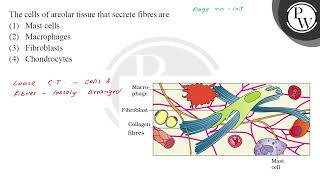 The cells of areolar tissue that secrete fibres are [upl. by Lesnah]