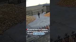 Un hombre con un tigre siberiano en las afueras de su casa  Noticias Telemundo [upl. by Rozanne514]