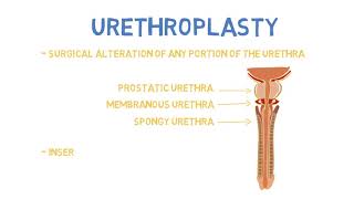 Urinary Diversions [upl. by Nimesay]