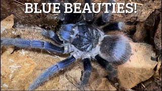 TARANTULAS Blue species are best [upl. by Yendic]