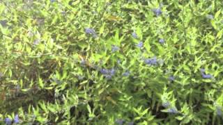 Caryopteris divaricata Blue Mist shrub [upl. by Nauqad]