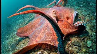 Meet the largest octopus in the world  Oceana [upl. by Ahsied866]