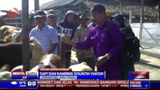 Sapi dan Kambing di Temanggung Disuntik Vaksin [upl. by Atnovart]