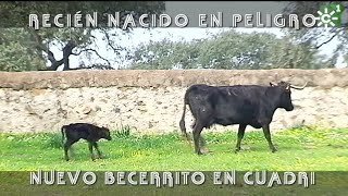 Toros de Cuadri becerro recién nacido en peligro  Toros desde Andalucía [upl. by Ardeid]