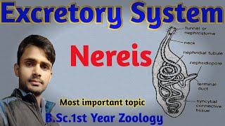 Excretory System in Nereis  Paper2 Zoology BSc1st Year  byPrahalad Sin [upl. by Winograd]