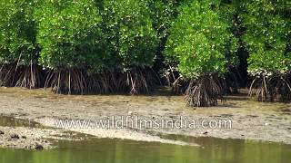 Dense coastal mangrove vegetation in India Reduces erosion by protecting shoreline [upl. by Nylhtac]