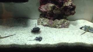 My horseshoe crabs pet baby horseshoe [upl. by Cirle]