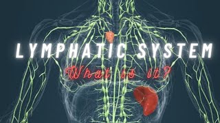 Lymphatic system 3D animation  lymph nodes  lymphatic fluid  lymph vessels  lymphatic drainage [upl. by Ytsirhc]