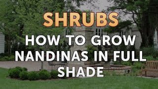 How to Grow Nandinas in Full Shade [upl. by Cynde417]