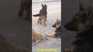 Hound dog barking sounds26Mviralshorts [upl. by Grey127]