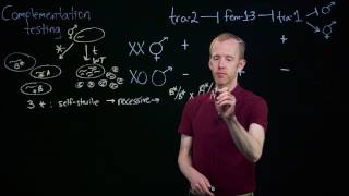 Complementation Testing [upl. by Pani]