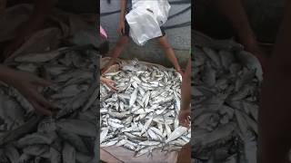 Dagsa ang Bangus dahil sa bagyong Kristine bangus viral shorts fish fishcleaning kristineph [upl. by Kassi]