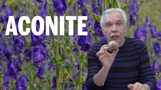 Dr Joe Schwarcz talks about the poison aconite [upl. by Matless470]