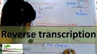 Reverse transcription  by reverse transcriptase enzyme [upl. by Katlin]