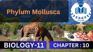 Phylum Mollusca  Class 11  Chapter 10 biology [upl. by Llesig264]