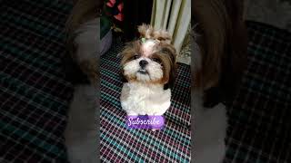 Shih Tzu 😘  Grooming Shih Tzu Hairstyle animals shihtzu dog puppy dogbreed pets dogsound [upl. by Ardnuasac]