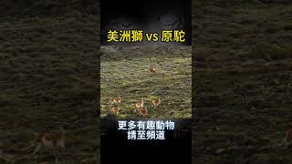 美洲獅 vs 原駝：荒野中的致命捕獵瞬間！｜小煩哥 [upl. by Adal]