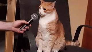 When These Cats Can Speak English Better Than Hooman 😸 Funny Cats 2024 [upl. by Errised]