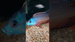 Protomelas taeniolatusaquarium cichlid cichlids malawi malawicichlids haplochromis protomelas [upl. by Leandro]