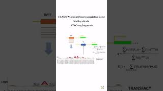 ATACSeq analysis with ease geneexpression education science generegulation genomics Transfac [upl. by Eylsel]