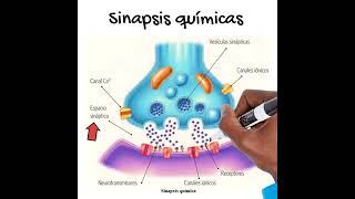 Sinapsis EN 1 MINUTO [upl. by Yam]